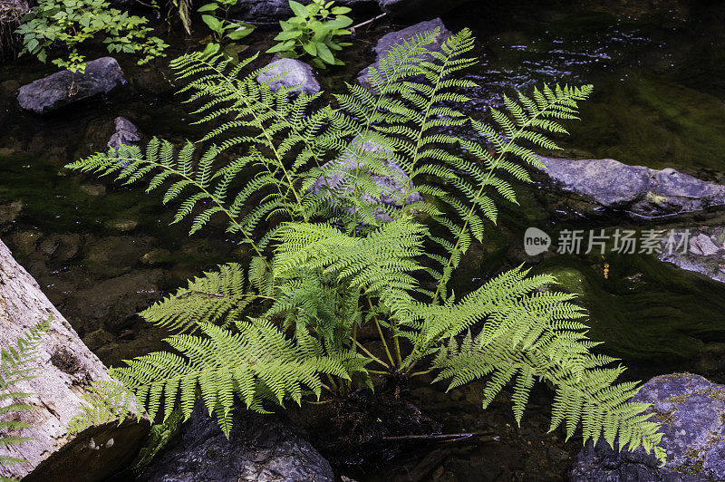 Athyrium filix-femina，女士蕨或常见的女士蕨，是一种大型的，羽状的蕨类植物，在北半球的大部分温带地区，云云顿国家公园都有分布。Athyriaceae。